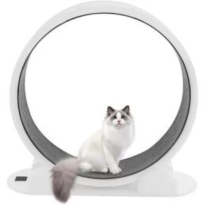 Cat Treadmill Cat Fitness Exercise